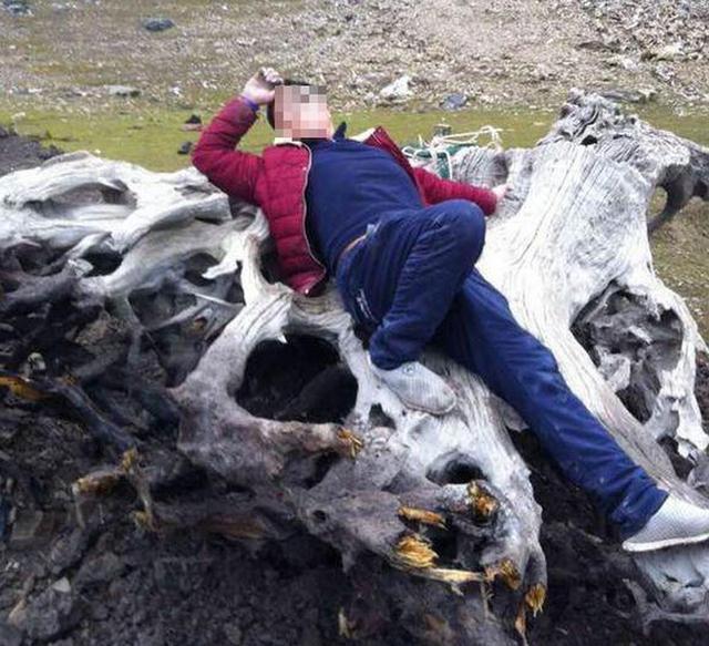 老树根自制茶台图片,绿化带捡的普通树根做茶台