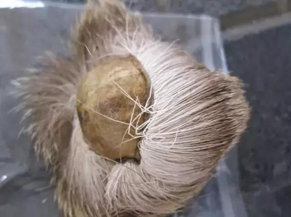 古代六种不靠谱的避孕方法,古人如何避孕最有效