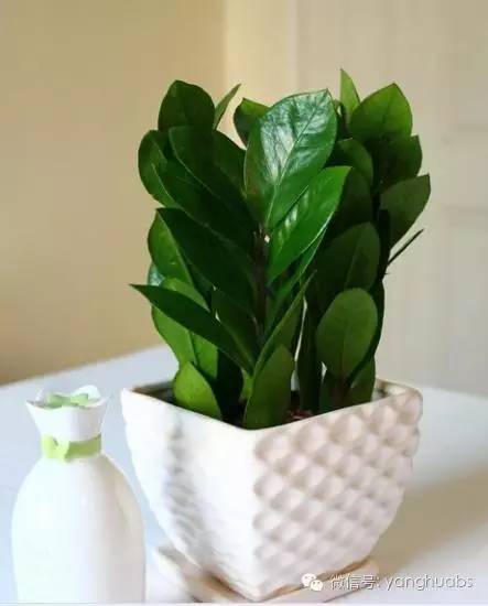 摇钱树变成光杆树视频,摇钱树落叶子怎么办