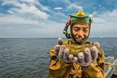 最有名的辽参,辽参真的那么好吗