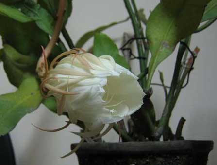 118朵花这个数字有什么寓意,118种花的花语合集图片