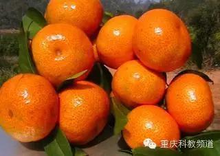 吃螃蟹和柿子有毒吗,吃橘子再吃螃蟹会食物中毒吗