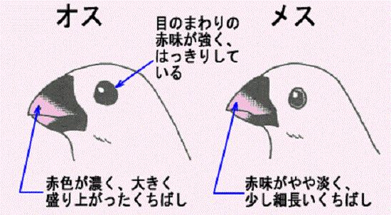 养了很久的兔子有灵性还是死了,养了两年的兔子