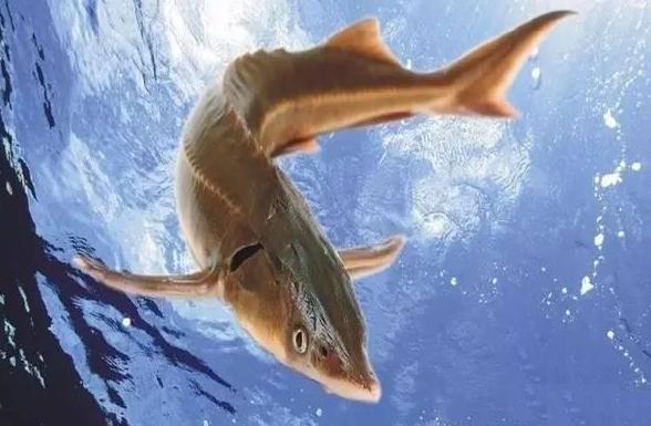 冬季钓鲟鱼的技巧和方法,钓鲟鱼注意事项