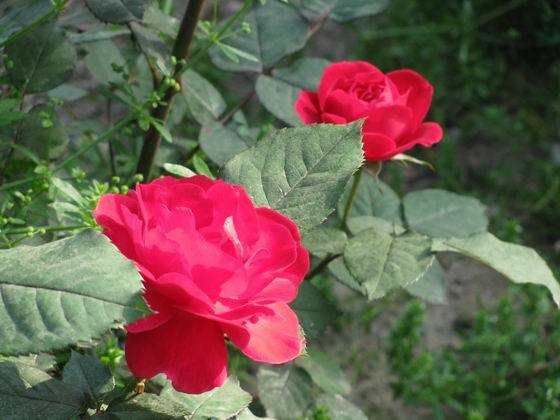 118朵花这个数字有什么寓意,118种花的花语合集图片