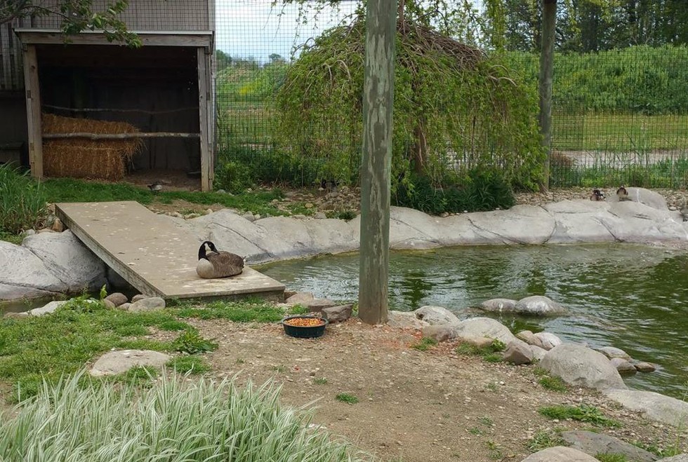 鹅妈妈在火灾中失去了孩子，但不久它又以另一种方式重拾心中所爱
