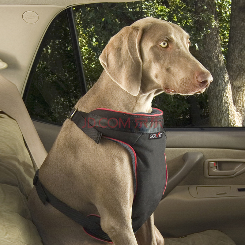 带狗狗出游必备小清单,假期适合带狗狗去哪里玩