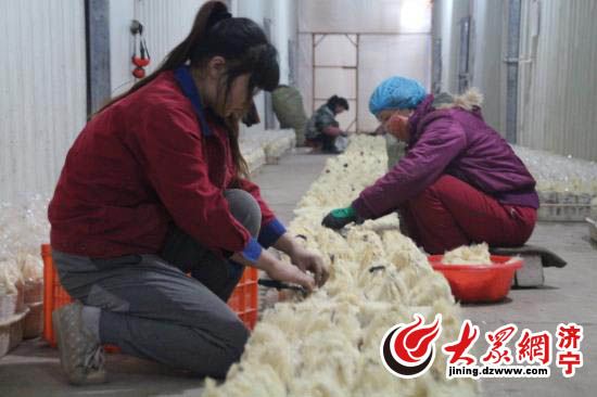 小蘑菇转型,小蘑菇大产业