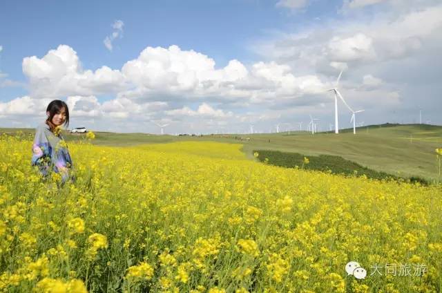 辉腾锡勒黄花沟草原旅游区花海,黄花沟窝阔台草原