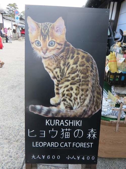 日本猫咖啡店,孟加拉猫咖啡