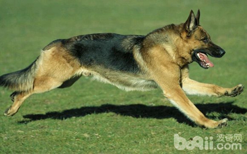 什么品种狼犬性格最好,威武霸气的狼犬