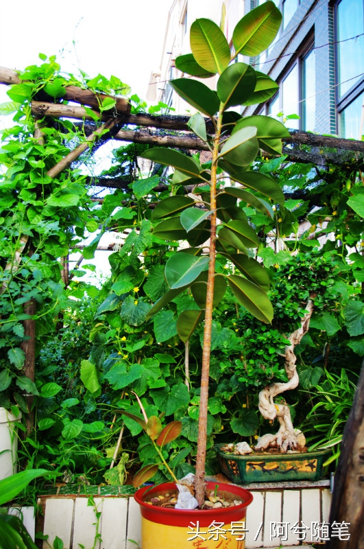 适合种植在庭院的植物大全,农村常见的植物盆栽