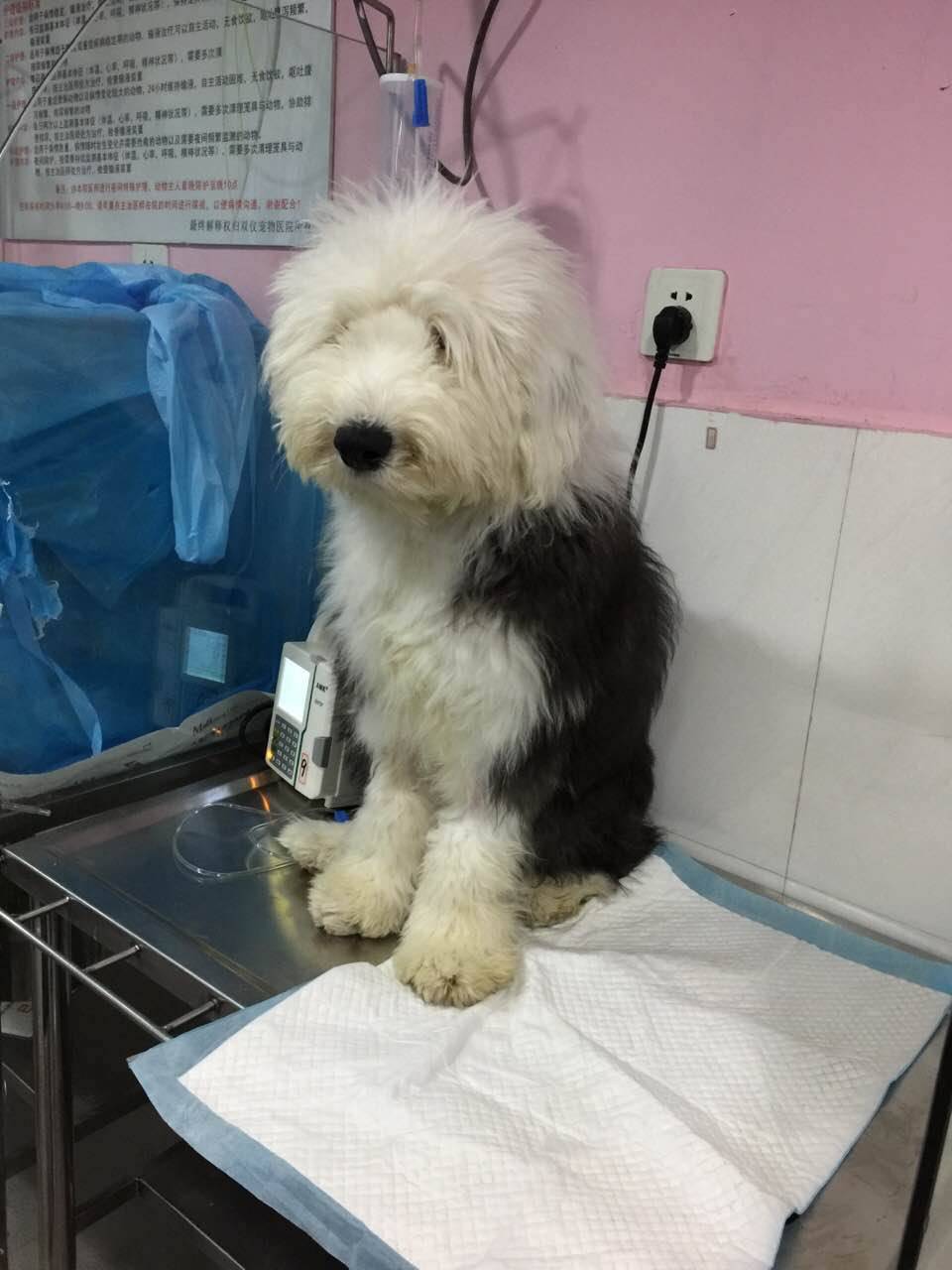 狗狗吃了骨头拉血是怎么回事,狗狗吃骨头拉血死亡