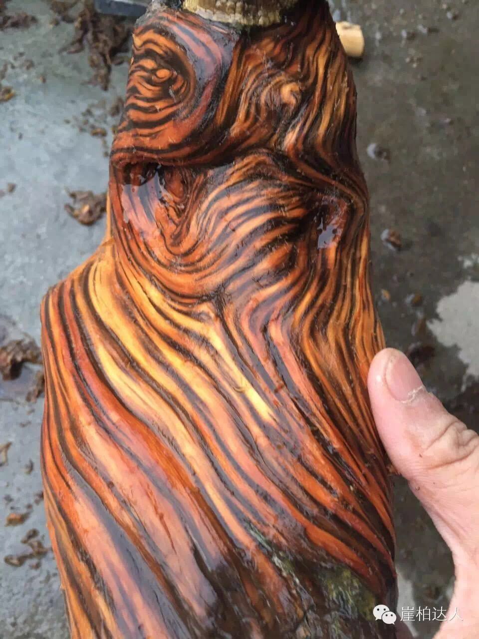 手把手教你打磨崖柏,崖柏玩皮怎么打磨