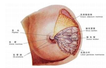 乳腺炎的症状有哪些怎么治疗,乳腺炎和乳腺炎病变的区别