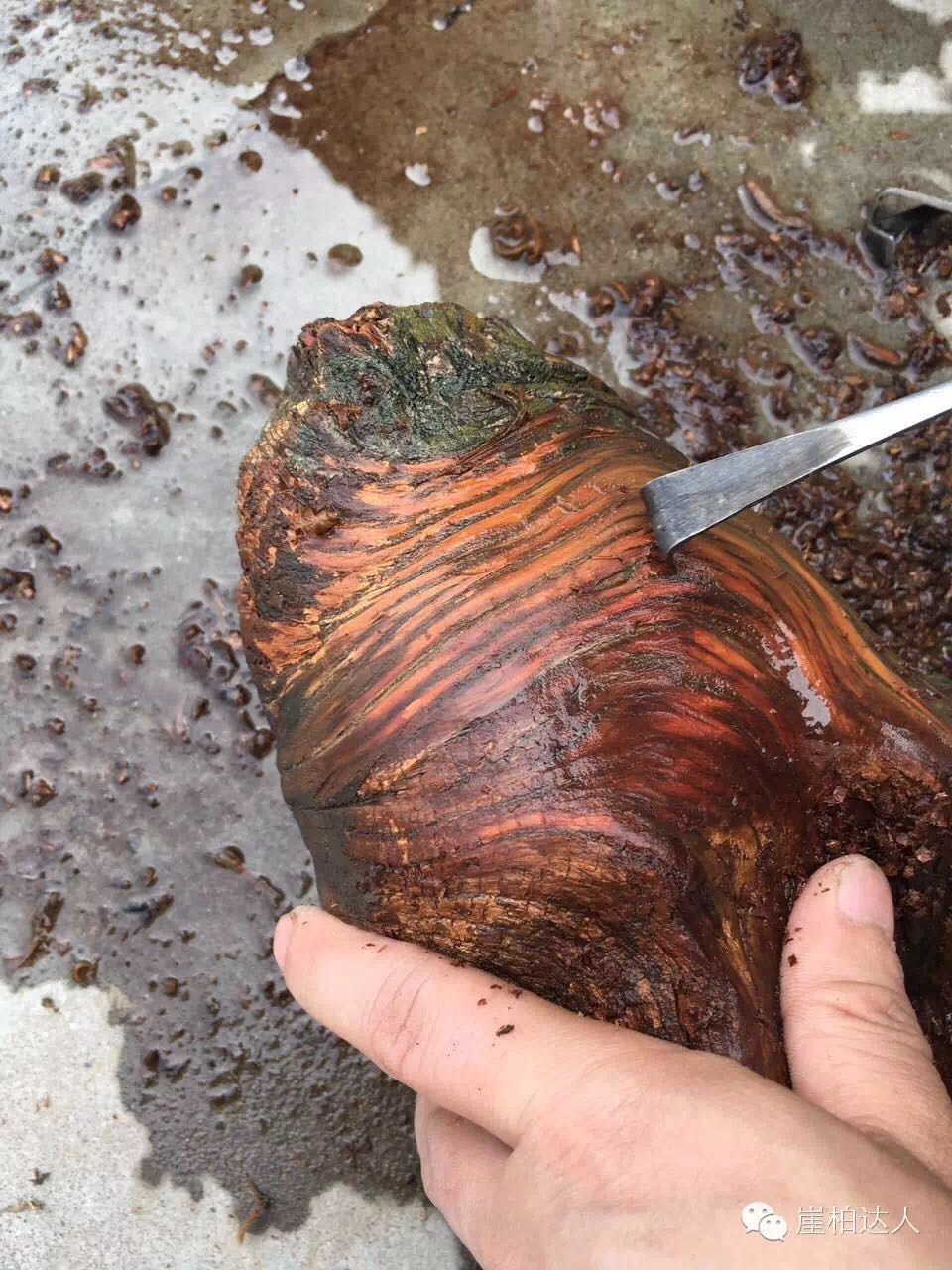 手把手教你打磨崖柏,崖柏玩皮怎么打磨