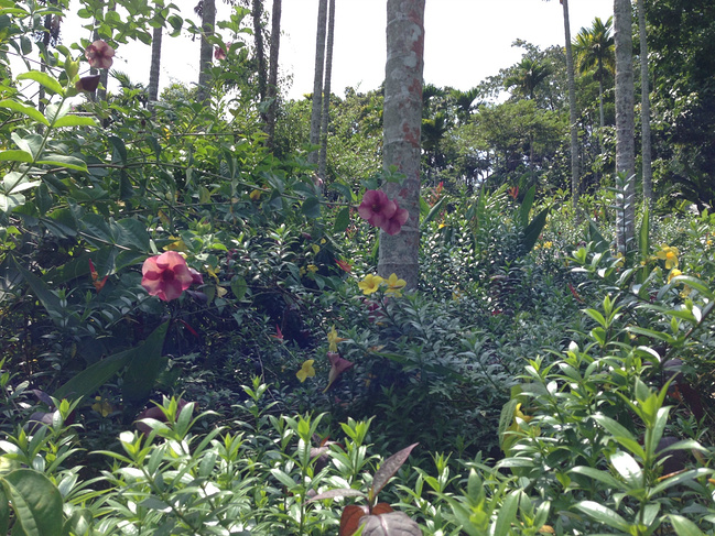 懒人版三亚旅游攻略,海南三亚懒人行租车
