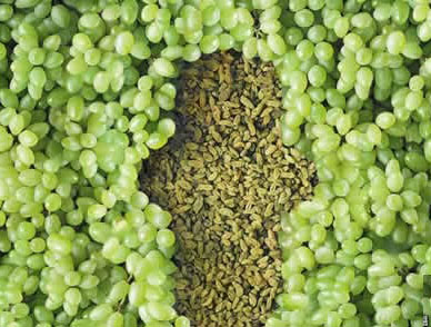 教你如何看白带报告单,如何看懂化验单白带