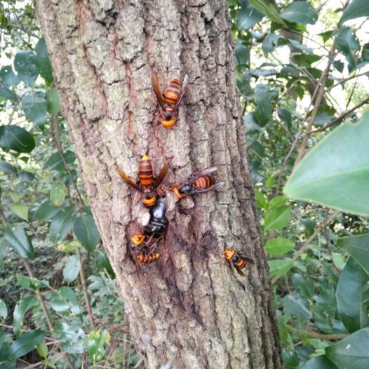 一侗给您介绍一位年轻的侗族捕猎能手——阿现大师