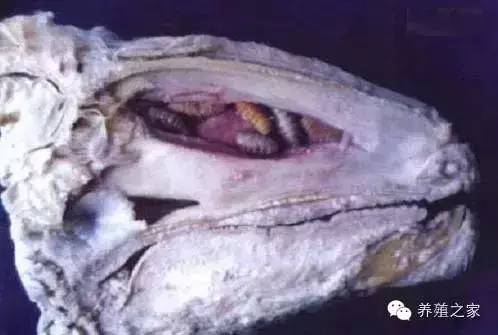 羊各种寄生虫图片及用药,羊有几种寄生虫怎么治