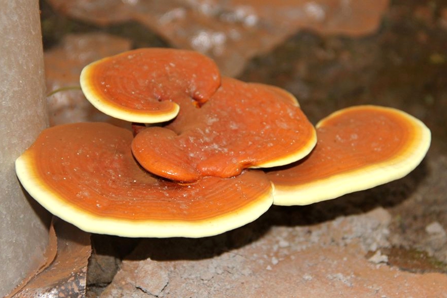 人参五味子泡酒的全配方,长白山人参泡酒最佳配方