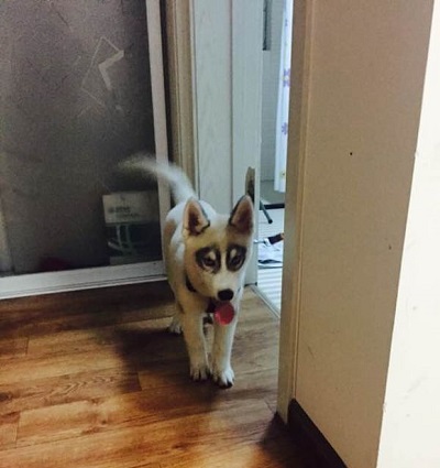 这只哈士奇看起来好优雅,看看这只哈士奇有多霸道