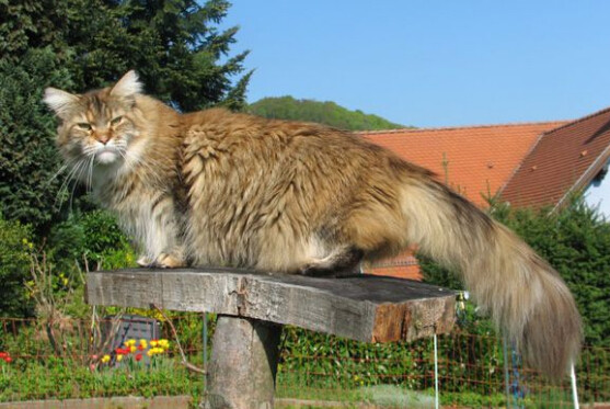 缅因库恩猫白色,缅因库恩猫很少人养