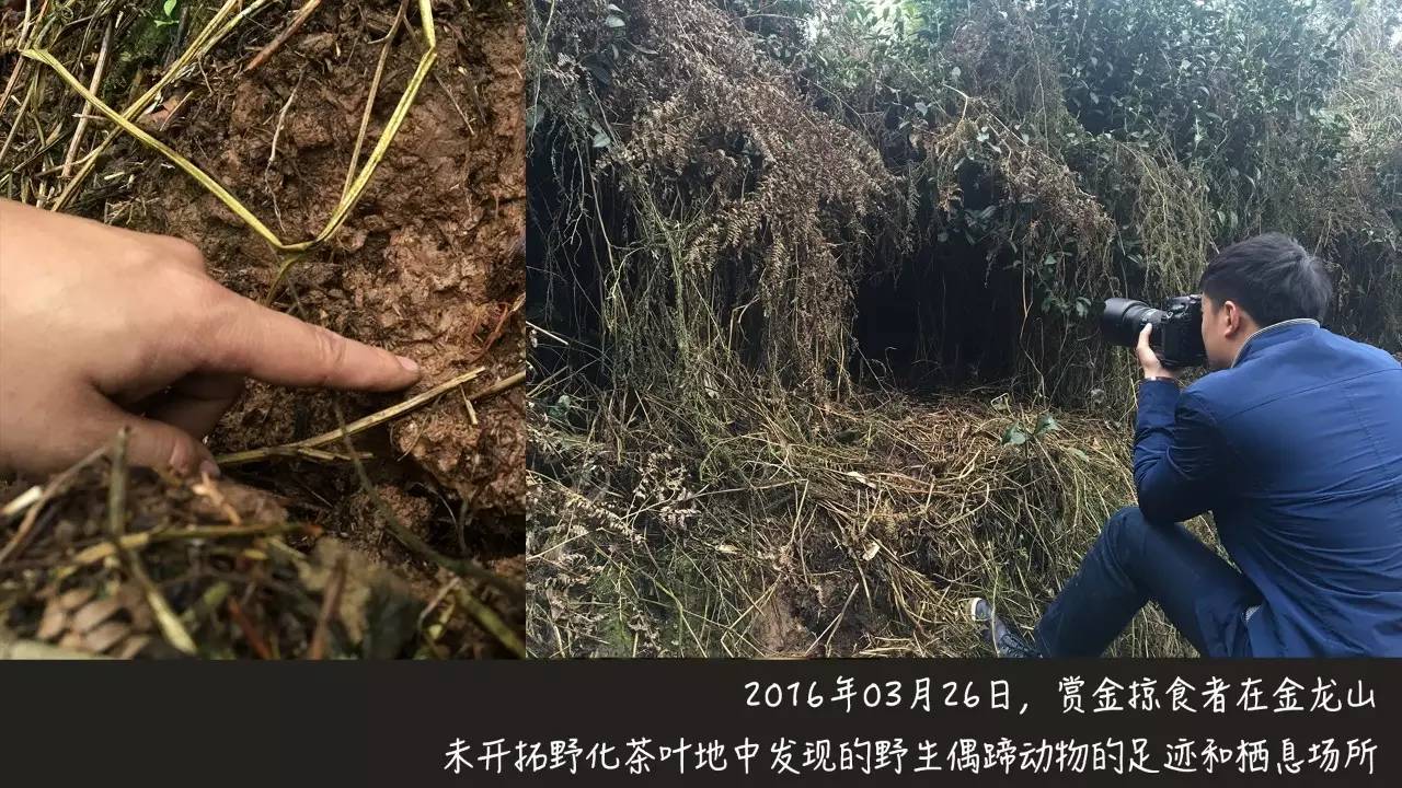 李明青藏特产,李明普洱茶