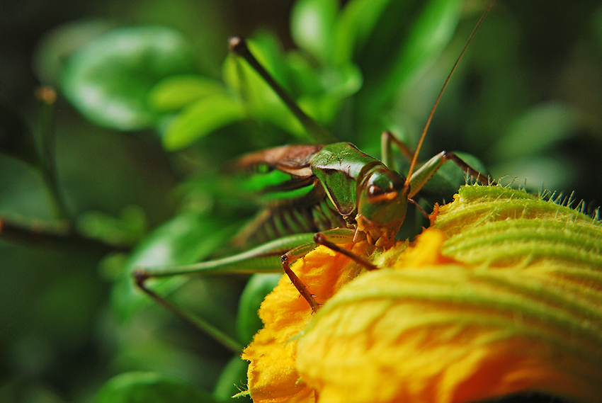 秋风起，话鸣虫——蝈蝈之日常喂养