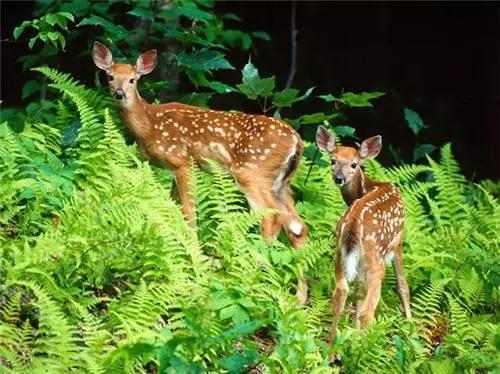 若尔盖美丽的草原风光无限,若尔盖大草原超级漂亮
