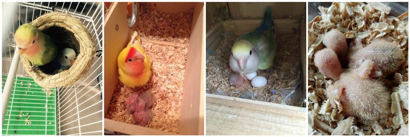 手养牡丹鹦鹉如何学吃,手养牡丹鹦鹉科普