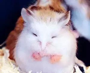 你不知道的仓鼠小秘密,适合学生党的小仓鼠