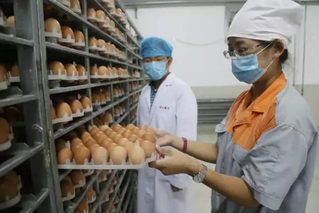 北京正大蛋鸡品种,农京1号蛋鸡