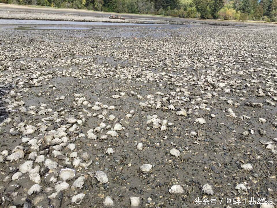 阿蚌丁牡蛎片怎么样,阿蚌丁
