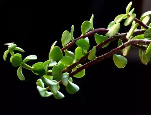 路边不起眼的刺苋,在田间地头采的马齿苋可不可吃