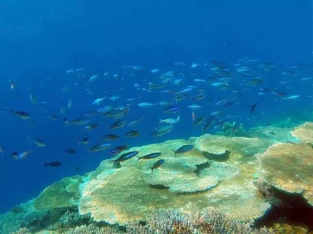 马尔代夫的蜜月岛值得去吗,去马尔代夫度蜜月感受