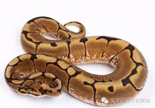 球蟒基因组合大全,球蟒基因品系图鉴下载