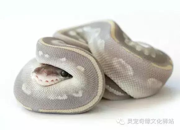 球蟒基因图鉴入门,球蟒基因品系大全