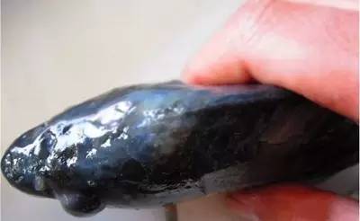 鲤鱼急性烂鳃是什么原因,鲤鱼烂鳃病有什么特效药