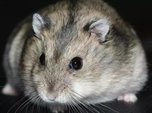 学生党仓鼠推荐,小仓鼠的小秘密