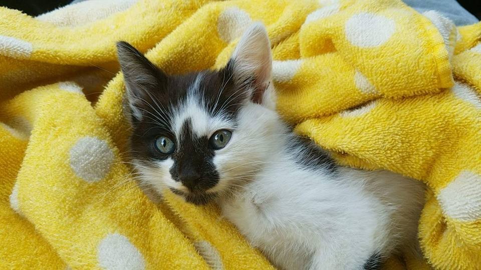 小奶猫后肢瘫痪,给后腿瘫痪的小猫做康复训练