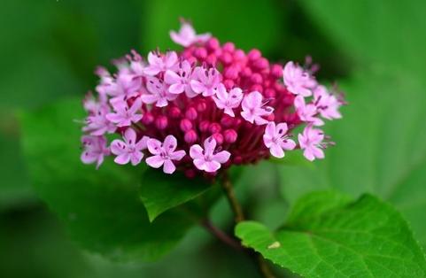 每日一花鲜花,每日一花之绣球花
