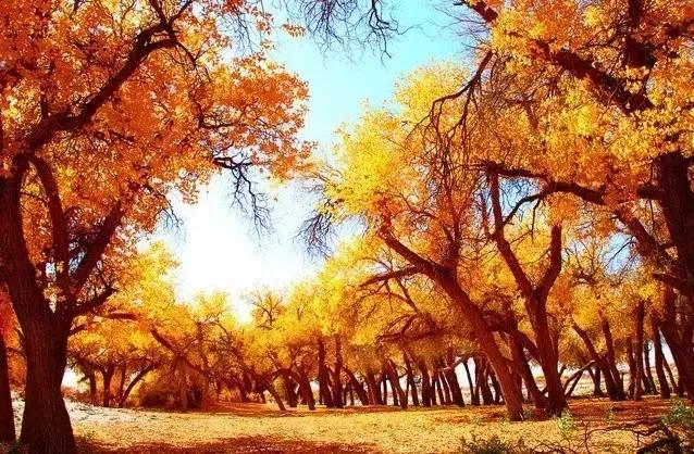 九月秋天美,九月的秋天多美好