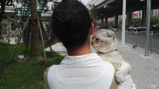 宠物狗布病怎么治疗,宠物常见疾病治疗及症状每日分享