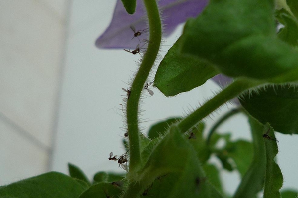 花友在绿萝旁放一些水果,结果满屋子小黑飞