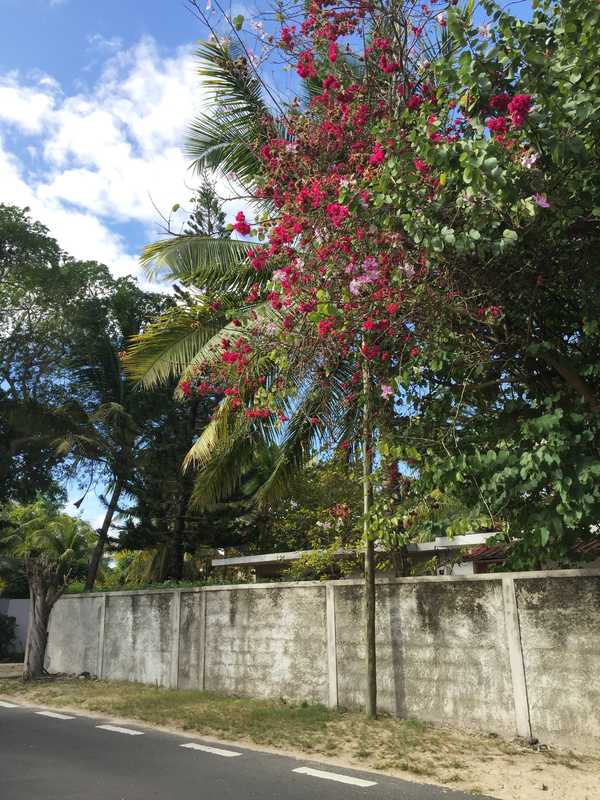 印度洋中的蜜月胜地毛里求斯,毛里求斯旅行的天堂