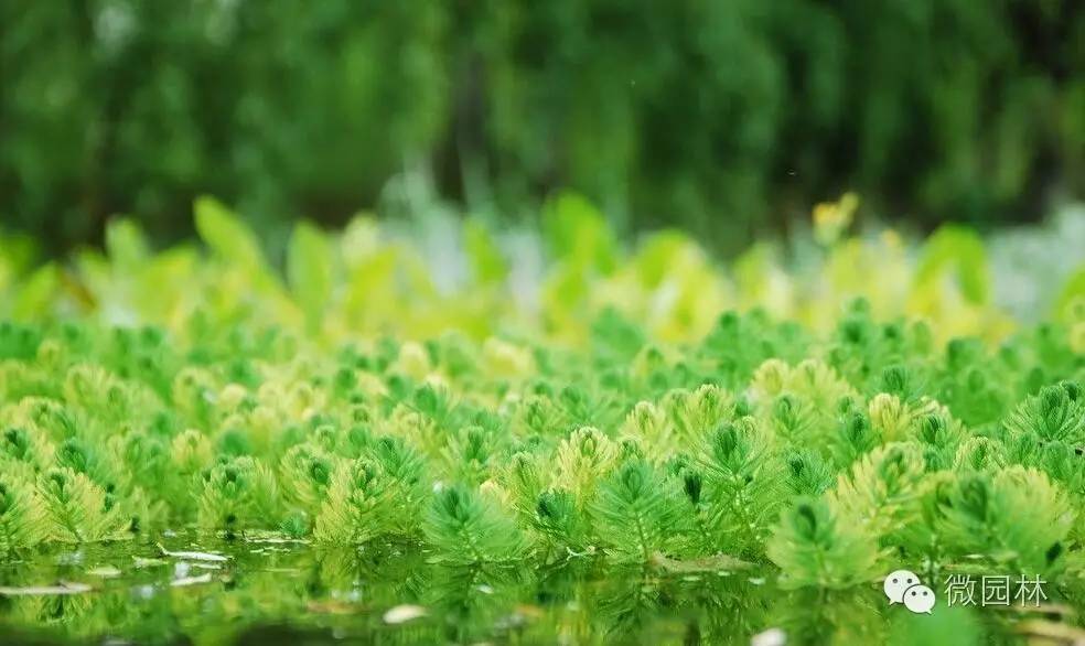 园博馆科普讲座丨植物的秘密与功能