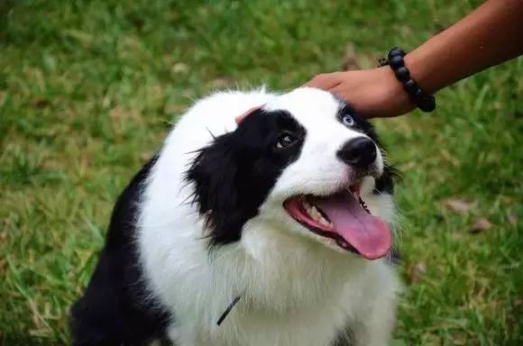 一梦谈狗l边牧的脸怎样比较美？