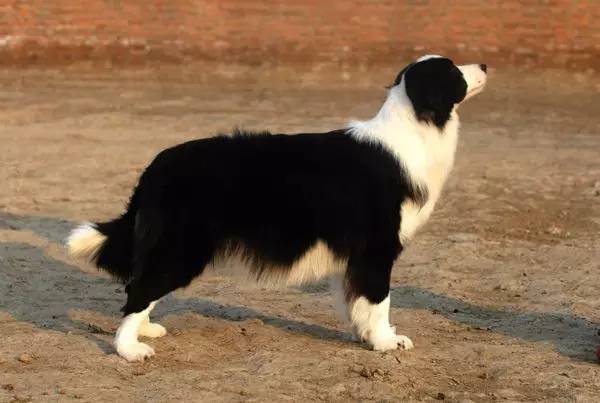 一梦谈狗l边牧的脸怎样比较美？