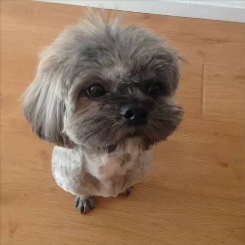 狗狗对着门外大叫是怎么了,狗为什么老是敲自己家的门